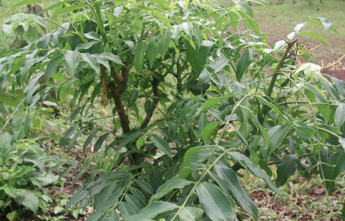 (Fig.9) <i>Spondias dulcis</i> (Introducido) (Anacardiaceae), planta hospedera de <i>Nystalea ebalea</i> (Notodontidae)