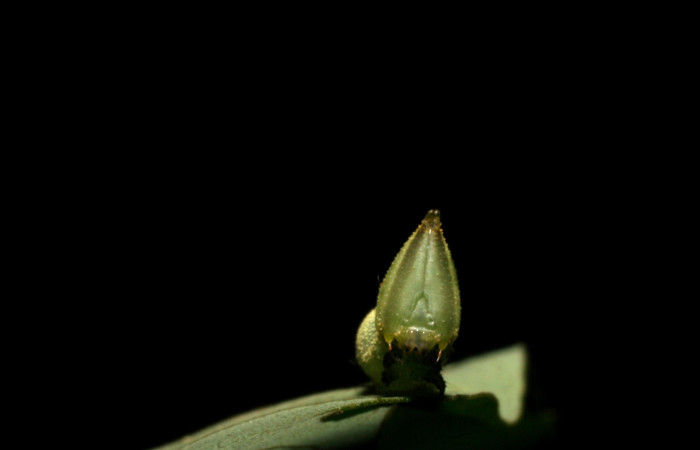 Figura 5. Larva<i> Cocytius duponchel</i> (Sphingidae), posición cabeza en la hoja de la planta <i>Annona papilionella</i> (Annonaceae). 05-SRNP-42009-DHJ407382.jpg.