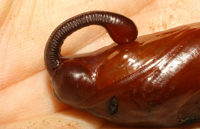 Figura 18. Pupa de <i>Cocytius duponchel</i> (Sphingidae), posición pupa ya formada, en la hoja de la planta <i>Annona reticulata</i> (Annonaceae). 84-SRNP-1297-DHJ8006.jpg.