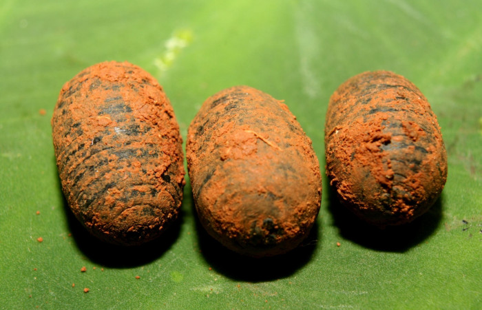 Figura 25. Capullo de parásito <i>Leschenaultia</i> Wood12 (Tachinidae), de <i>Cocytius duponchel</i> (Sphingidae), 13-SRNP-70516-DHJ702333.jpg.