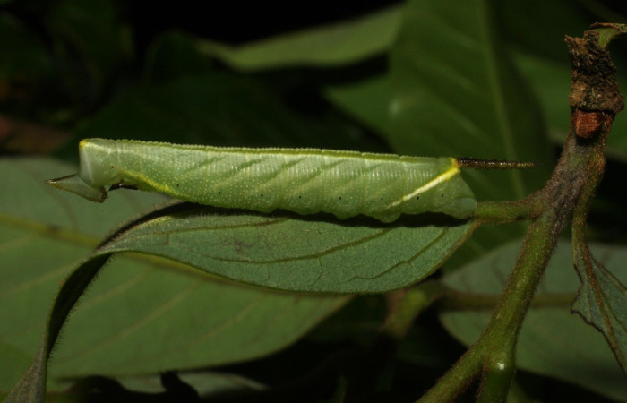 Figura 8. Larva <i>Cocytius duponchel</i> (Sphingidae), posición lateral cabeza en la hoja de la planta <i>Annona rensoniana</i> (Annonaceae). 15-SRNP-35126-DHJ709145.jpg.