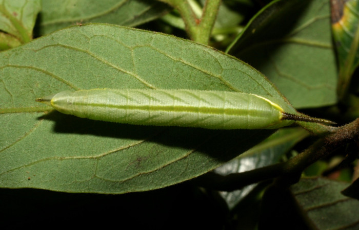 Figura 9. Larva <i>Cocytius duponchel</i> (Sphingidae), posición dorsal en la hoja de la planta <i>Annona rensoniana </i>(Annonaceae). 15-SRNP-35126-DHJ709146.jpg.