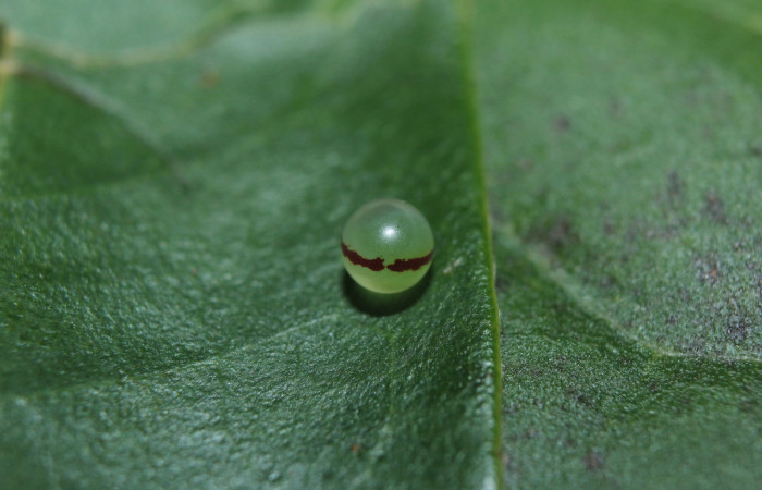 Figura 2. Huevo de<i> Cocytius duponchel</i> (Sphingidae), en la hoja de la planta <i>Xylopia frutescens</i> (Annonaceae). 14-SRNP-30126-DHJ802126.jpg.