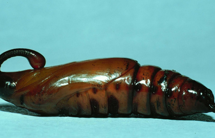 Figura 19. Pupa de <i>Cocytius duponchel</i> (Sphingidae), posición pupa ya formada, en la hoja de la planta <i>Annona reticulata</i> (Annonaceae). 84-SRNP-1297-DHJ8006.jpg.