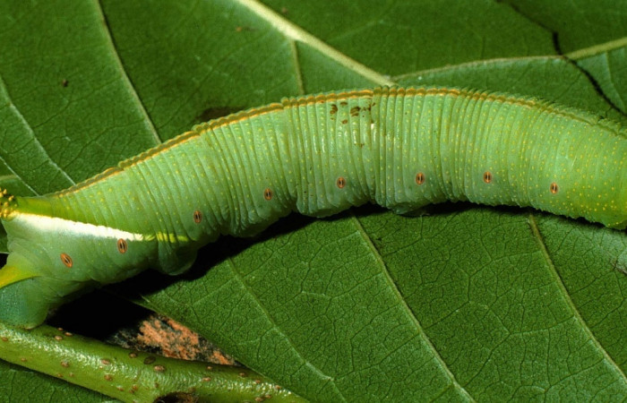 Figura 17. Larva <i>Cocytius duponchel</i> (Sphingidae), posición lateral entero, en la hoja de la planta <i>Annona reticulata</i> (Annonaceae). 95-SRNP-7198-DHJ24504.jpg.