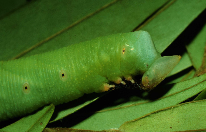 Figura 14. Larva <i>Cocytius duponchel</i> (Sphingidae), posición lateral cabeza en la hoja de la planta <i>Xylopia frutescens</i> (Annonaceae). 97-SRNP-4293-DHJ42477.jpg.