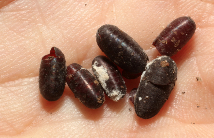 Figura 11. Parásitos Tachinidae de <i>Erinnyis oenotrus</i> (Sphingidae), vista dorsal, localidad Bosque San Emilio, Sector Santa Rosa ACG (300m). Voucher: 13-SRNP-16231-DHJ804541.jpg.