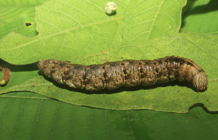 Figura 5. Larva <i>Erinnyis oenotrus</i> (Sphingidae), en estado de prepupa, vista lateral, localidad Medrano, Sector Pitilla ACG (380m). Voucher: 19-SRNP-70707-DHJ751260.jpg.