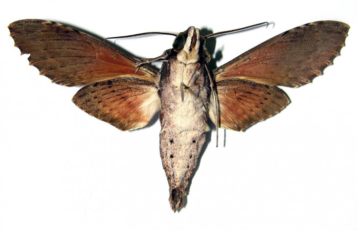 Figura 8. Adulto de <i>Erinnyis oenotrus</i> (Sphingidae), macho vista ventral, localidad Bosque San Emilio, Sector Santa Rosa ACG (300m). Voucher: 82-SRNP-245-DHJ95327.jpg.