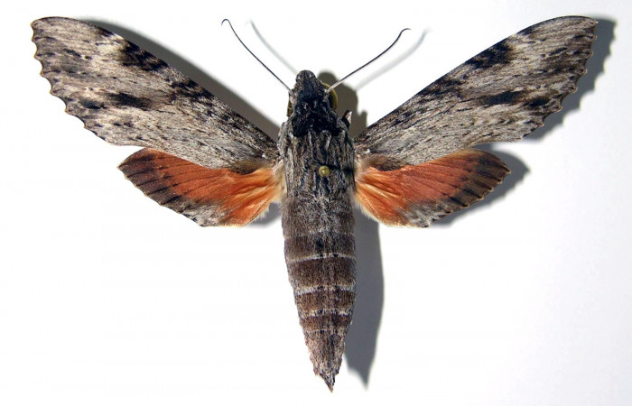 Figura 9. Adulto de <i>Erinnyis oenotrus</i> (Sphingidae), hembra vista dorsal, localidad Bosque Humedo, Sector Santa Rosa ACG (290m). Voucher: 85-SRNP-219-DHJ95332.jpg.