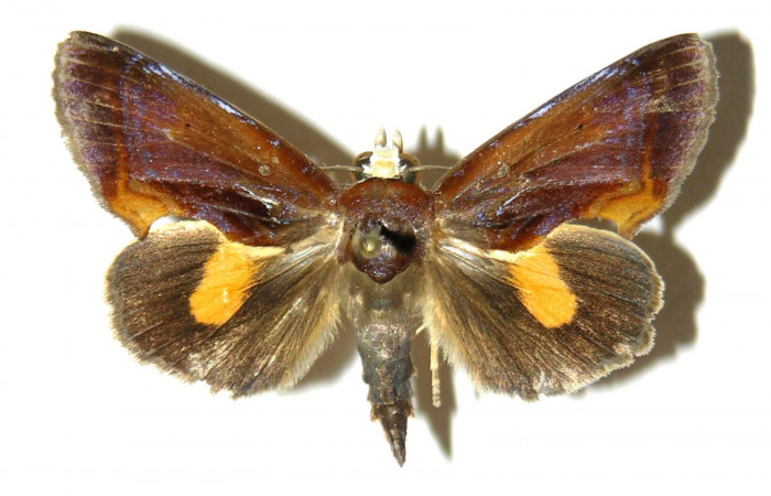 Figura 9. Adulto de <i>Gonodonta fulvangula</i>, vista dorsal. (05-SRNP-41211-DHJ311964).