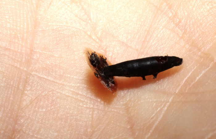 Figura 11. Capullo de Braconidae, <i>Aleiodes nigristemmaticum</i>, parásito que ataca a la larva <i>Gonodonta fulvangula</i>. (08-SRNP-21975-DHJ469458).