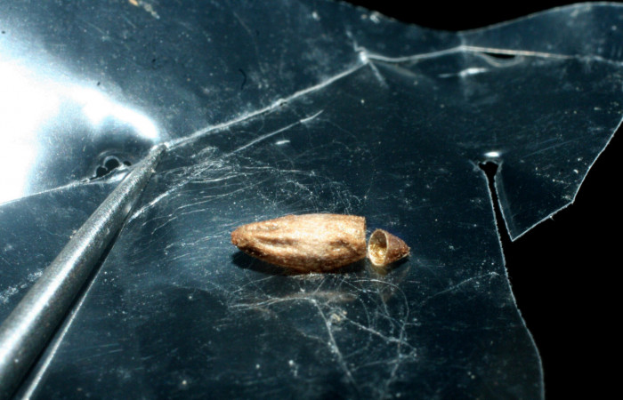 Figura 13. Capullo de Braconidae, <i>Snellenius phildevriesi</i>, parásito que ataca a la larva <i>Gonodonta fulvangula</i>. (08-SRNP-32308-DHJ462421).