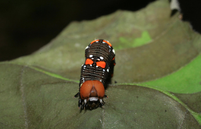 Figura 4. Larva de <i>Gonodonta fulvangula</i> vista de cabeza en último estadio. (08-SRNP-56296-DHJ442780).