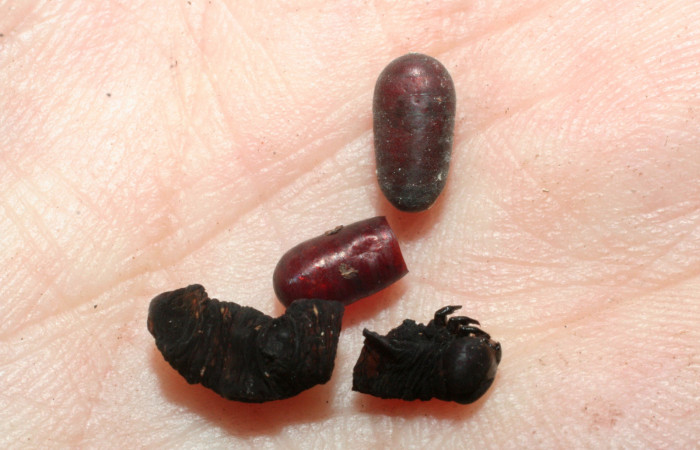 Figura 14. Detalle de exuvia de parásito
<i>Eucelatoria</i> aureaDHJ01 de la familia
Tachinidae, que atacan larva de <i>Gonodonta fulvangula</i>. (08-SRNP-57041-DHJ462622)