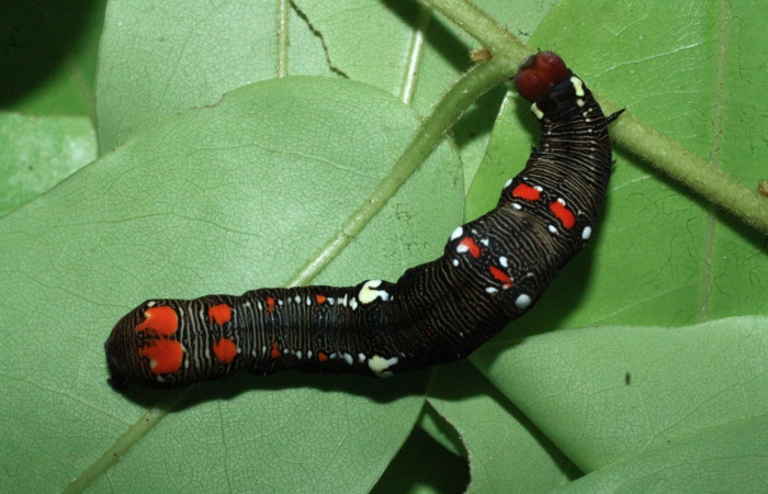 Figura 1. Larva de <i>Gonodonta fulvangula</i> en último  estadío, vista dorsal. (18-SRNP-20416-DHJ711171).