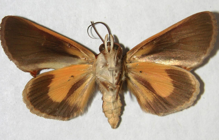 Figura 10. Adulto de <i>Gonodonta fulvangula</i>, vista ventral. (95-SRNP-8404-DHJ365967).