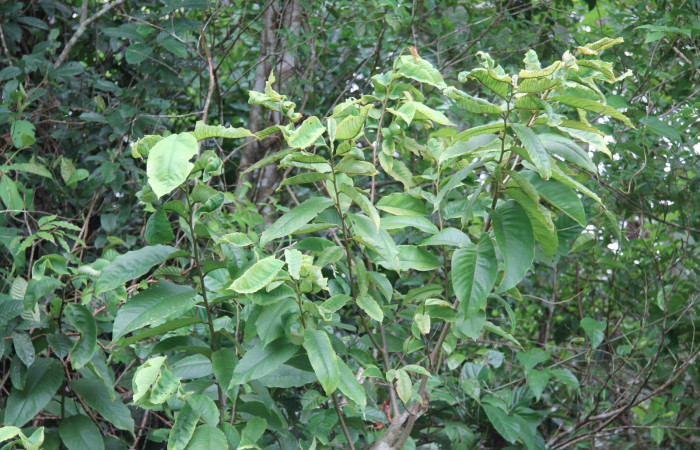 Figura 6. planta hospedera de <i>Annona rensoniana</i> donde se alimenta <i>Gonodonta fulvangula</i>. Estación Biológica Botarrama, foto Keiner Aragon,
12/08/2019.