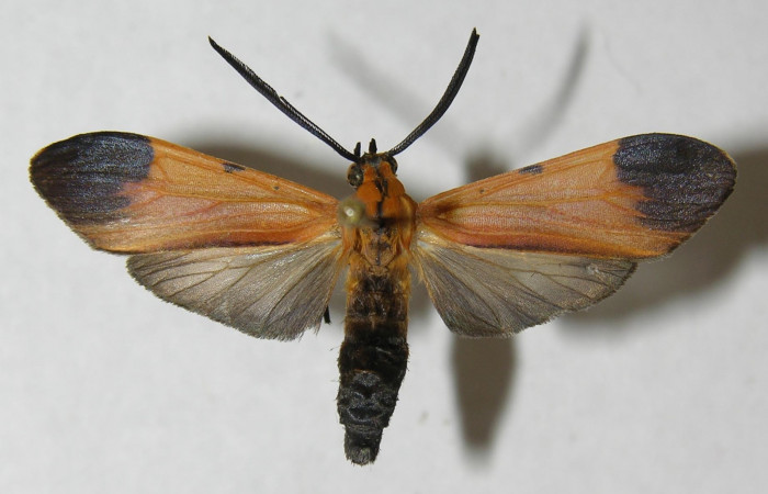Fig 6. Adulto <i>Correbia undulata</i> (Erebidae), vista dorsal, localidad Area Administrativa del Sector Santa Rosa, mide 27 mm. Voucher 12-SRNP-71392-DHJ565216.jpg