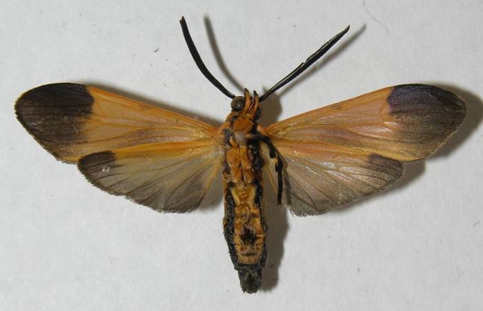 Fig 7. Adulto <i>Correbia undulata</i> (Erebidae),vista ventral, localidad Area Administrativa del Sector Santa Rosa, mide 33 mm.
Voucher 12-SRNP-71392-DHJ565217.jpg