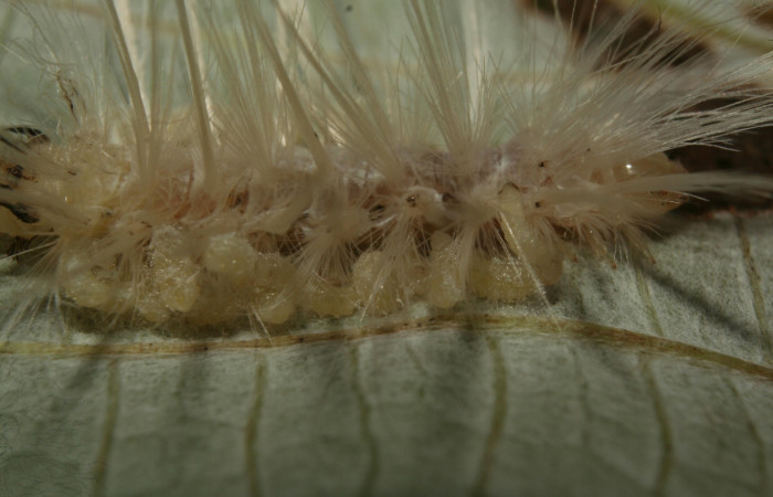 Fig 10. Larvitas de parásito de familia (Braconidae) pegado a cutícula de la larva <i>Correbia undulata</i>. 
Voucher 12-SRNP-71894-DHJ495597