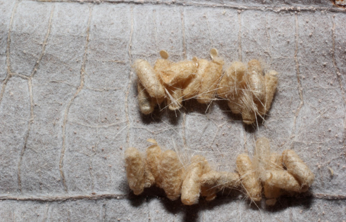 Fig 11. Capullos de parásito de familia (Braconidae, especie  Glyptapanteles Janzen22, que parasita la larva <i>Correbia undulata</i>. 
Voucher 12-SRNP-71894-DHJ804322