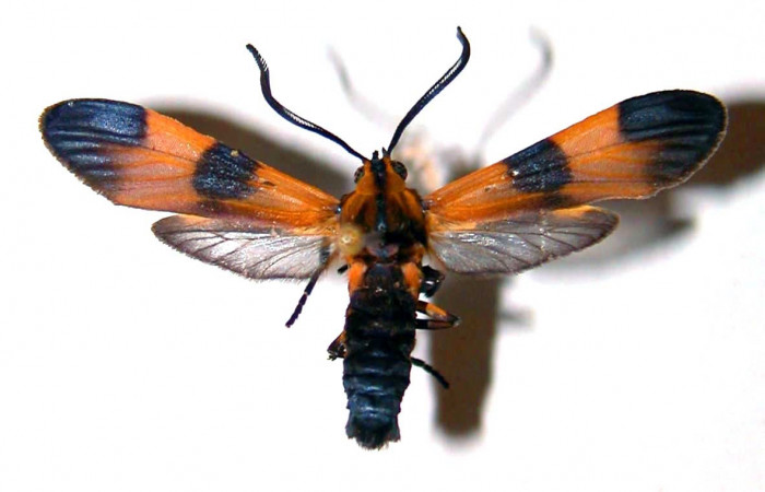 Fig 8. Adulto <i>Correbia undulata</i> (Erebidae), vista dorsal,alcanza medir 32mm. Voucher 99-SRNP-16168-DHJ38400.jpg