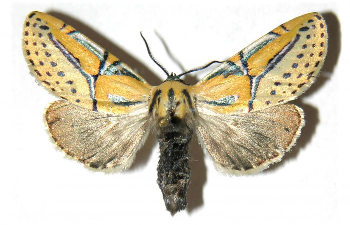 Figura 1. Adulto de <i>Diphthera festiva</i> (Nolidae), vista dorsal, localidad Sendero Mora, Sector Mundo Nuevo ACG (480m). Voucher: 05-SRNP-56051-DHJ313846.jpg.