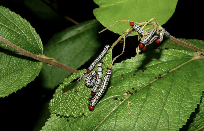 Figura 7. Larvas <i>Diphthera festiva</i> (Nolidae), penúltimo estadío (PU) vista dorsal, localidad Tanquetas Sector Santa Rosa ACG (295m). Voucher: 11-SRNP-12690-DHJ481118.jpg.