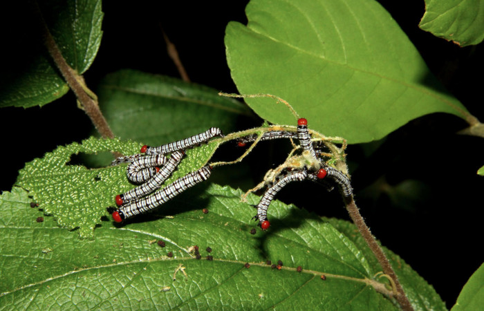 Figura 8. Larvas <i>Diphthera festiva</i> (Nolidae), penúltimo estadío (PU) vista dorsal, localidad Tanquetas Sector Santa Rosa ACG (295m). Voucher: 11-SRNP-12690-DHJ481120.jpg.