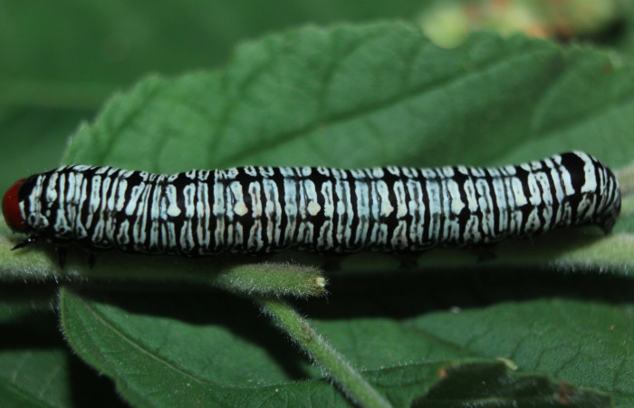 Figura 9. Larva <i>Diphthera festiva</i> (Nolidae), último estadío (U) vista dorsal, localidad Quebradona Estación Quica Sector Pitilla ACG (475m). Voucher: 15-SRNP-72492-DHJ732252.jpg.