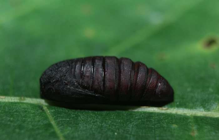 Figura 11. Pupa de <i>Diphthera festiva</i> (Nolidae) vista dorsal, localidad Medrano Estación Quica Sector Pitilla ACG (380m). Voucher: 16-SRNP-71309-DHJ733293.jpg.