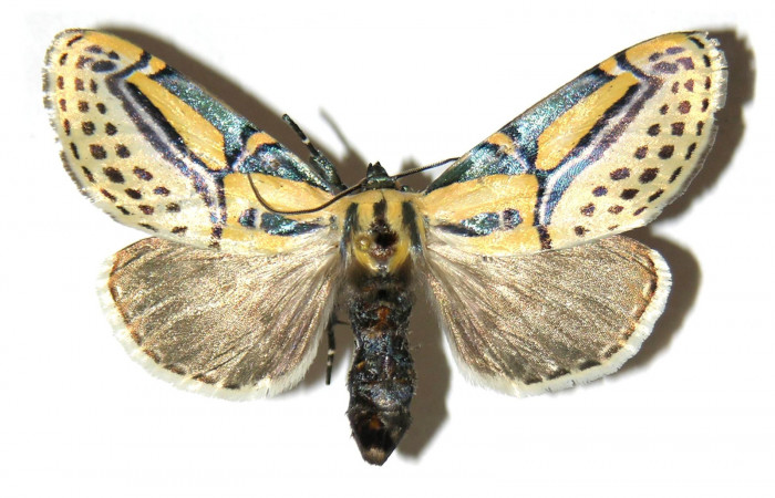 Figura 14. Adulto de <i>Diphthera festiva</i> (Nolidae), hembra vista dorsal, localidad Estación Maritza Sector Orosí ACG (570m). Voucher: 96-SRNP-1222-DHJ313838.jpg.