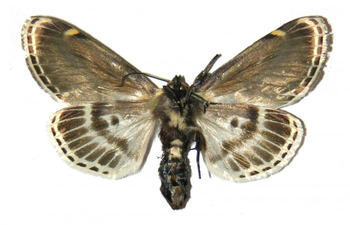 Figura 15. Adulto de <i>Diphthera festiva</i> (Nolidae), hembra vista ventral, localidad Estación Maritza Sector Orosí ACG (570m). Voucher: 96-SRNP-1222-DHJ313839.jpg.