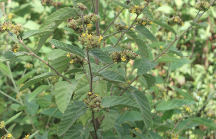 Figura 16. Planta hospedera de <i>Diphthera festiva</i> (Nolidae), planta llamada <i>Waltheria indica</i> (Malvaceae), localidad Medrano Estación Quica ACG (380m). Foto: Ricardo Calero, 17 Noviembre 2016.