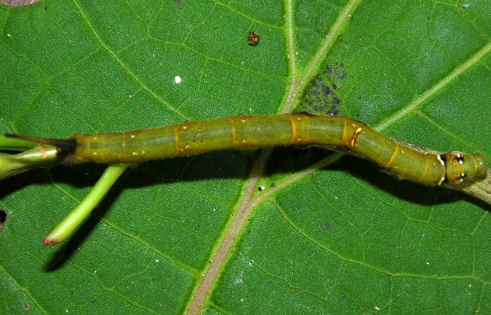 Figura 5. Larva <i>Anticla antica</i> (Bombycidae), último estadío (U) vista dorsal, localidad Sendero Naciente Sector Pitilla ACG (700m). Voucher: 05-SRNP-31655-DHJ404220.jpg.