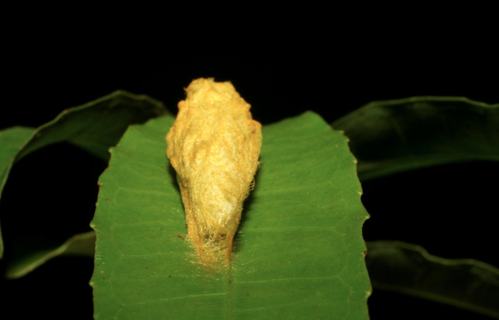 Figura 7. Capullo de <i>Anticla antica</i> (Bombycidae), vista dorsal, localidad Sendero Laguna Sector Pitilla ACG (680m). Voucher: 06-SRNP-34845-DHJ416597.jpg.
