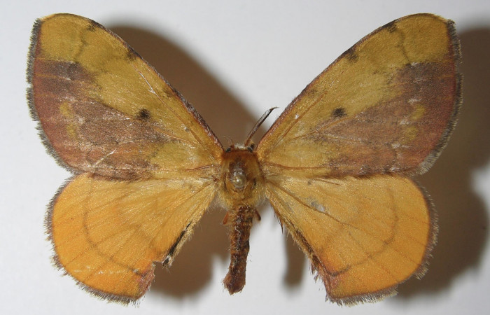 Figura 1. Adulto <i>Anticla antica</i> (Bombycidae), vista dorsal, localidad Sendero Manguera Estación Quica Sector Pitilla ACG (470m). Voucher: 11-SRNP-71219-DHJ558142.jpg.