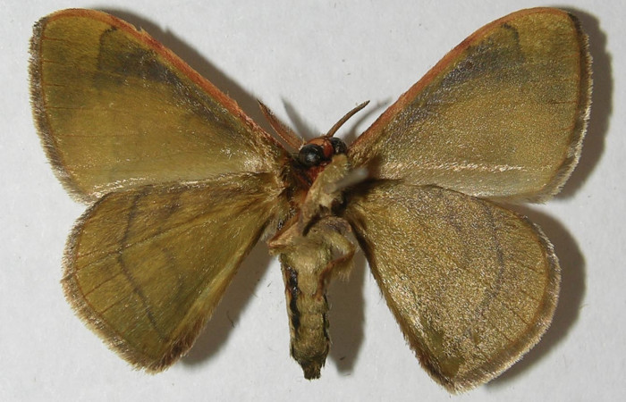 Figura 11. Adulto de <i>Anticla antica</i> (Bombycidae), macho vista ventral, localidad Sendero Evangelista Sector Pitilla ACG (660m). Voucher: 12-SRNP-31004-DHJ565169.jpg.