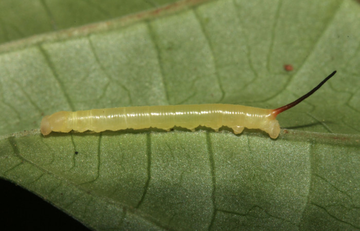 Figura 2. Larva <i>Anticla antica</i> (Bombycidae), segundo estadío (II) vista lateral, localidad Sendero Naciente Sector Pitilla ACG (700m). Voucher: 13-SRNP-31601-DHJ701882.jpg.