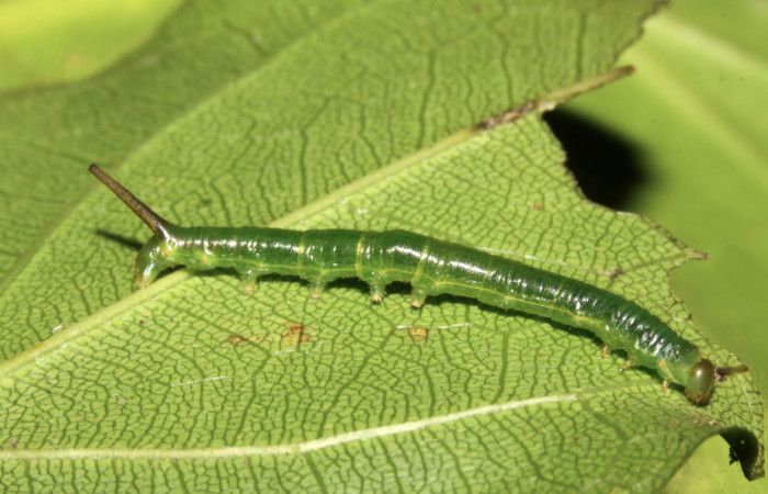 Figura 3. Larva <i>Anticla antica</i> (Bombycidae), tercer estadío (PPU) mostrando vista lateral, localidad Sendero Naciente Sector Pitilla ACG (700m). Voucher: 13-SRNP-31601-DHJ720055.jpg.