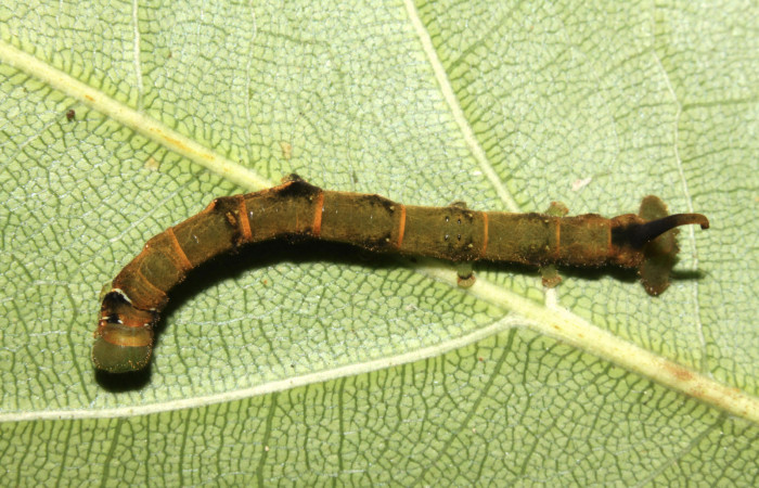 Figura 4. Larva <i>Anticla antica</i> (Bombycidae), penúltimo estadío (PU) vista dorsal, localidad Sendero Naciente Sector Pitilla ACG (700m). Voucher: 13-SRNP-31601-DHJ720063.jpg.