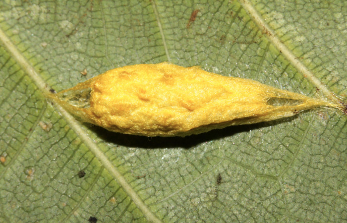Figura 6. Capullo de <i>Anticla antica</i> (Bombycidae), vista dorsal, localidad Sendero Naciente Sector Pitilla ACG (700m). Voucher: 13-SRNP-31659-DHJ720197.jpg.