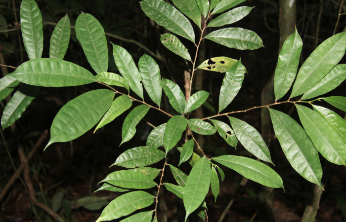 Figura 12. Planta hospedera de <i>Anticla antica</i> (Bombycidae), esta planta se llama <i>Maquira costaricana</i> (Moraceae), localidad Medrano Estación Quica Sector Pitilla ACG (380m).