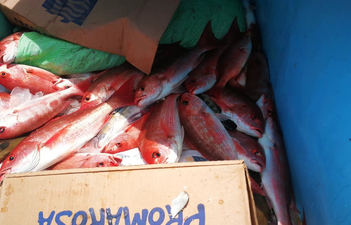 Sector Santa Rosa 7 de agosto 2019 Foto: Marco Bustos