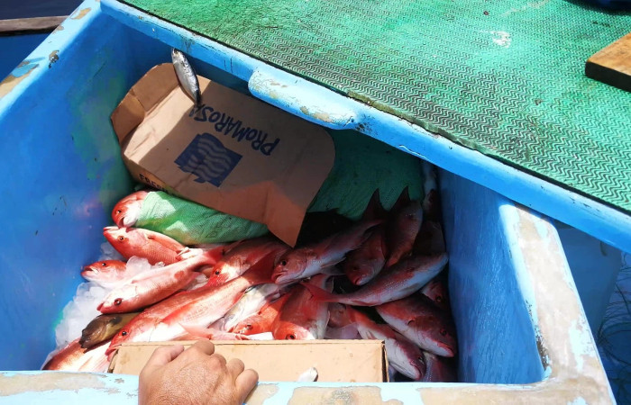 Sector Santa Rosa 7 de agosto 2019 Foto: Marco Bustos