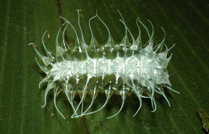 Figura 3. Larva <i>Minacraga plata</i> (Dalceridae), último estadío (U) vista dorsal, localidad Sendero Soterrey Sector San Cristóbal ACG (495m). Voucher: 03-SRNP-5367-DHJ73712.jpg.