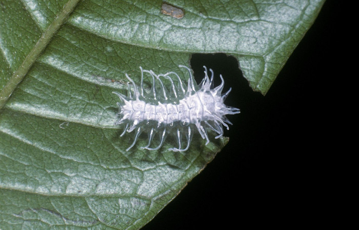 Figura 2. Larva <i>Minacraga plata</i> (Dalceridae), penúltimo estadío (PU) vista dorsal, localidad Puente Palma Sector San Cristóbal ACG (460m). Voucher: 04-SRNP-3749-DHJ86102.jpg.