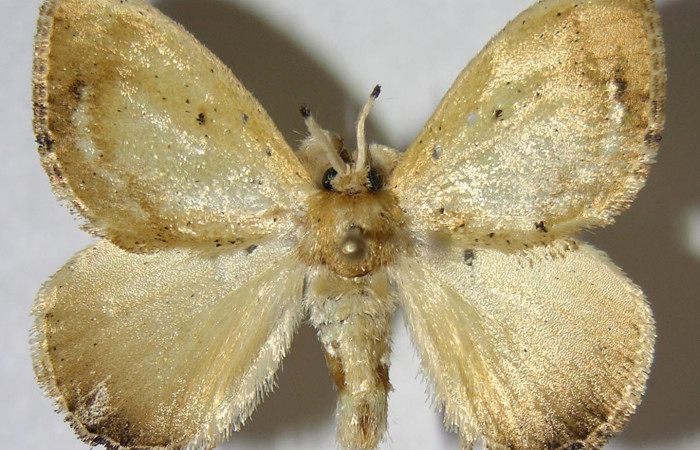 Figura 8. Adulto de <i>Minacraga plata</i> (Dalceridae), macho vista dorsal, localidad Quebrada Trigal Sector Del Oro ACG (290m). Voucher: 06-SRNP-22714-DHJ359860.jpg.