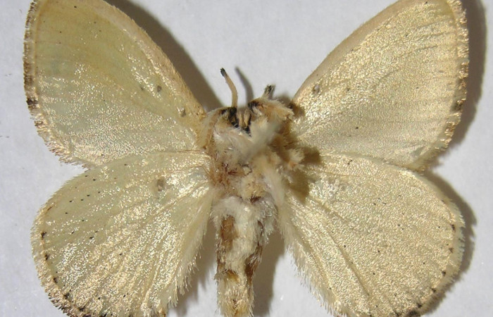 Figura 9. Adulto de <i>Minacraga plata</i> (Dalceridae), macho vista ventral, localidad Quebrada Trigal Sector Del Oro ACG (290m). Voucher: 06-SRNP-22714-DHJ359861.jpg.